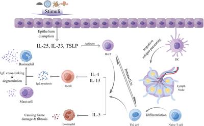 Bullous pemphigoid: The role of type 2 inflammation in its pathogenesis and the prospect of targeted therapy